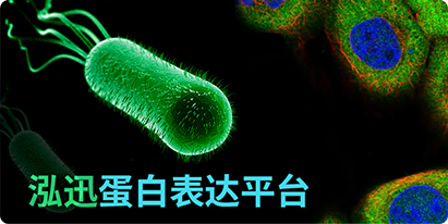 密碼子優(yōu)化升級版，讓目標(biāo)蛋白表達(dá)更顯著