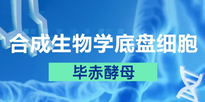 合成生物學(xué)底盤(pán)細(xì)胞之畢赤酵母