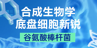 合成生物學(xué)底盤(pán)細(xì)胞新銳之谷氨酸棒桿菌
